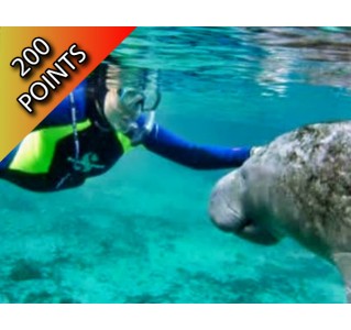 Florida Adventure Tour - Manatee Swim / Airboat / Wildlife Park + Lunch
