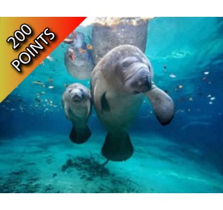 Swim with Manatees at Crystal River
