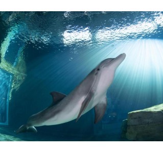 Clearwater Beach Tour with Clearwater Marine Aquarium