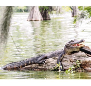 New Orleans All-Inclusive Pass (2 Days)