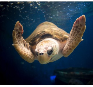 San Diego All-Inclusive Pass (3 Days)