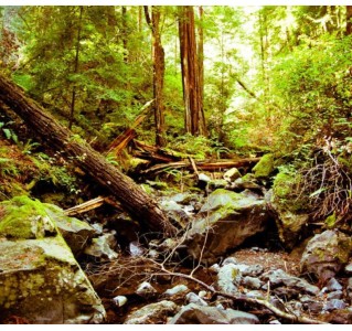 The Famous Tour with Muir Woods (4 Hours)