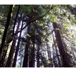 Muir Woods Tour to California Redwoods