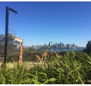 Sydney Explorer Pass (4 Choices)