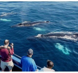 Gatherall’s Puffin & Whale Watch Boat Tours