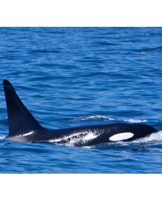 Whale Watching Tours