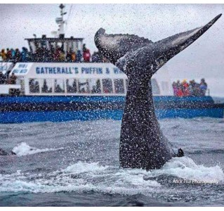 Gatherall’s Puffin & Whale Watch Boat Tours