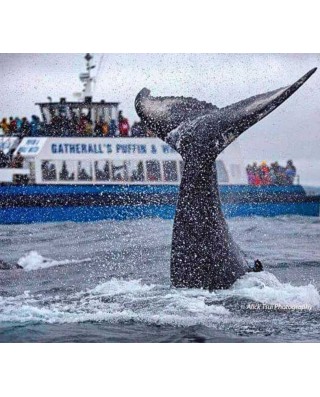 Newfoundland & Labrador
