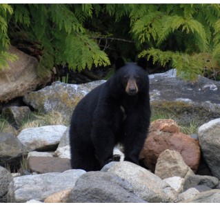 7 Day Tour - Whales & Bears Adventure (June - Sept)