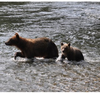 7 Day Tour - Whales & Bears Adventure (June - Sept)