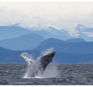 5 Day Whales, Wildlife & Wilderness Kayaking Expedition (June - Aug)