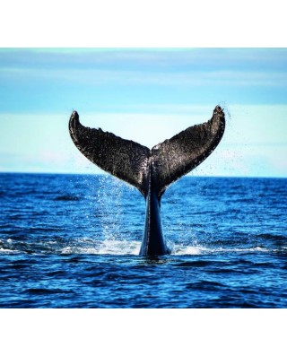 Whale Watching Tours