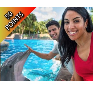 SeaWorld® Dolphin Encounter