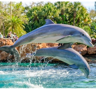 SeaWorld® Dolphin Encounter