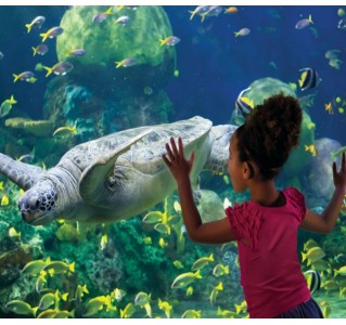 SeaWorld Multi Park - Two Day Ticket with ALL DAY DINE