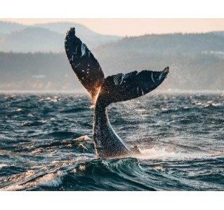 Vancouver Sunset Whale Watching