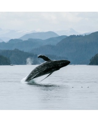 Whale Watching Tours