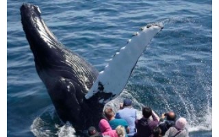 Have a Whale of a time in Boston!
